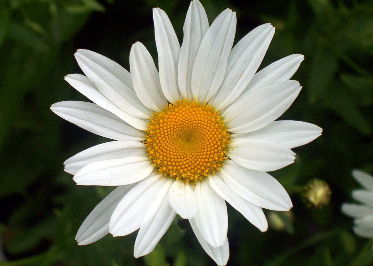 daisy flower daisy free photo