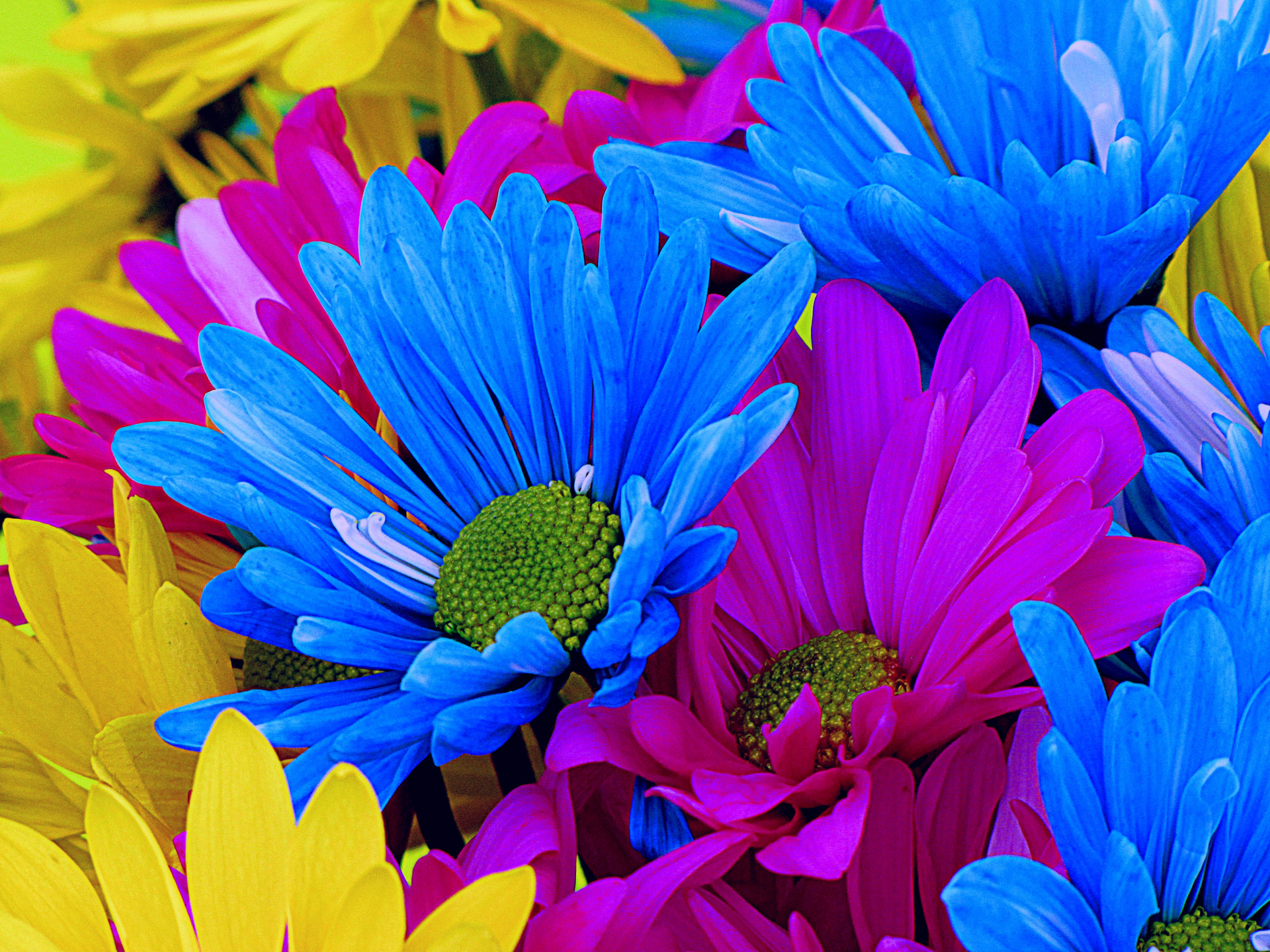 daisies colorful nature free photo