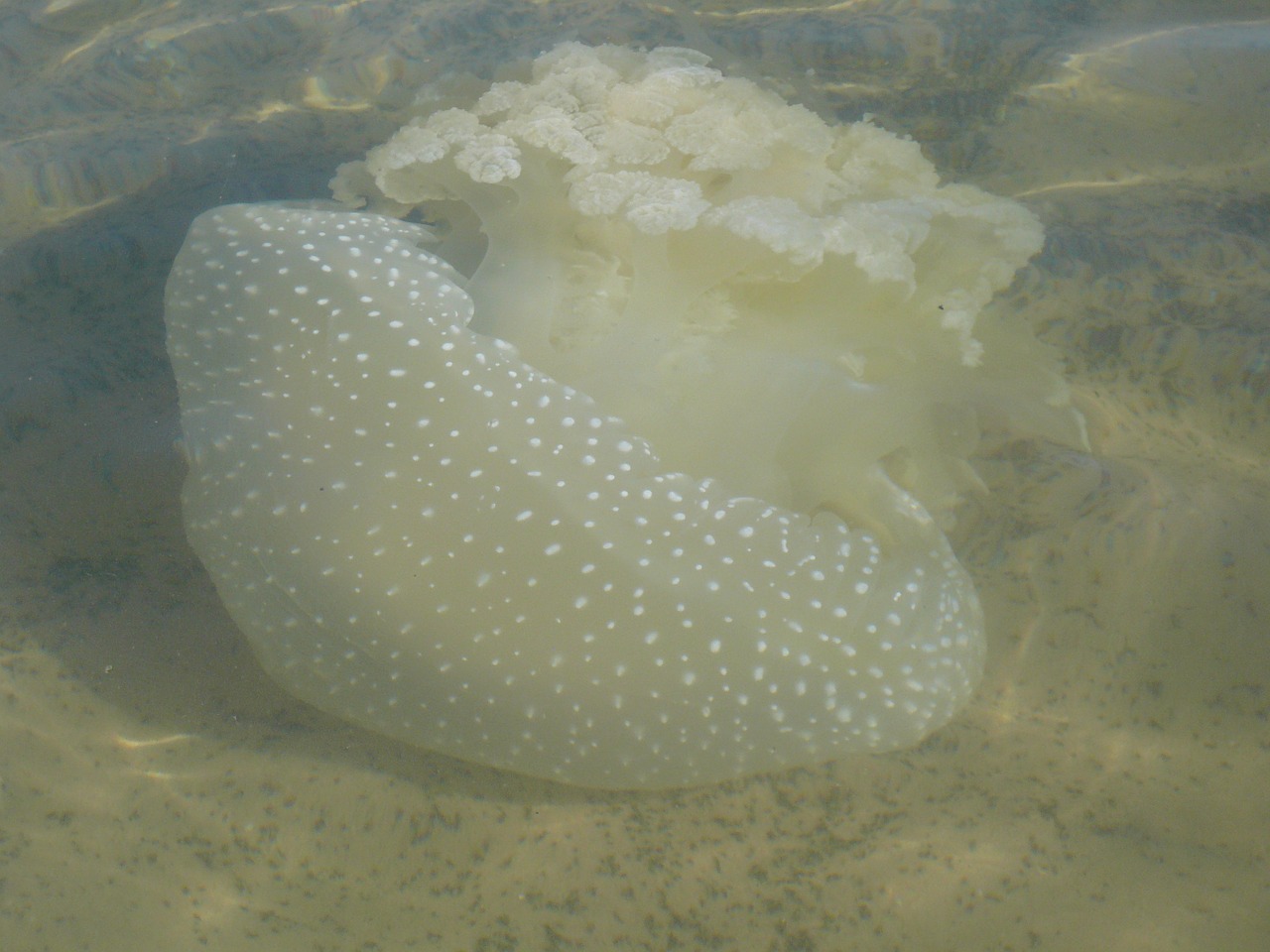 dakhla beach jellyfish free photo