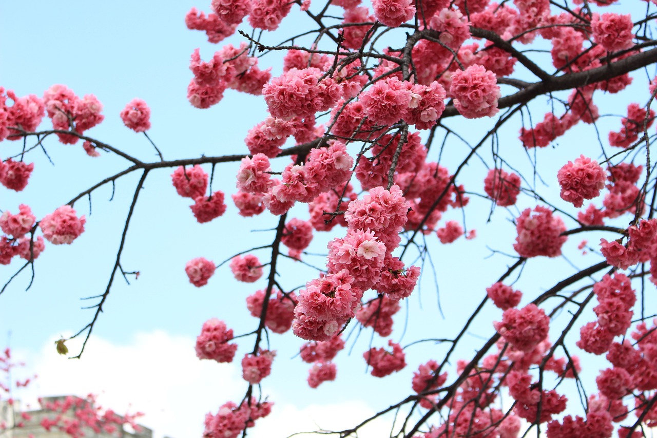dali cherry blossom spring free photo