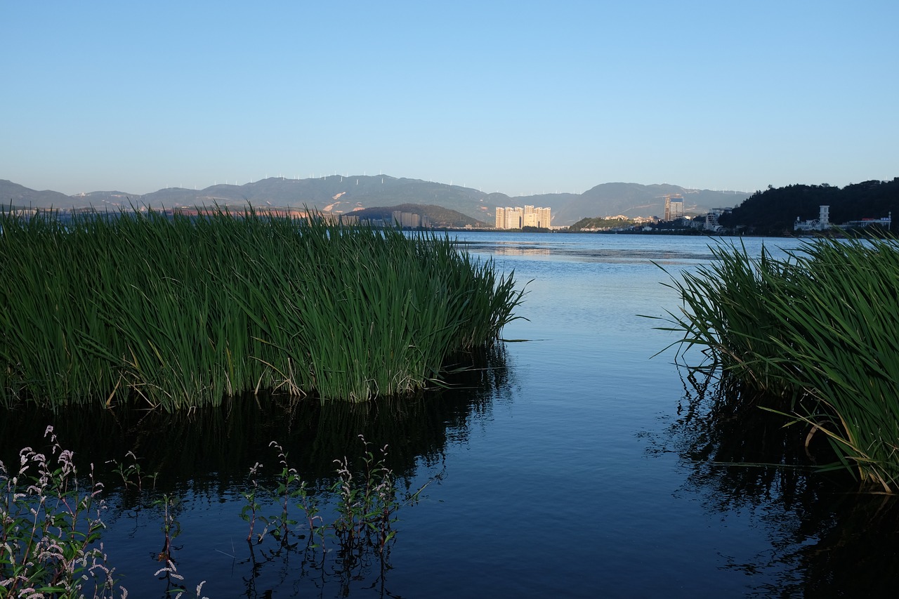 dali lake reed free photo