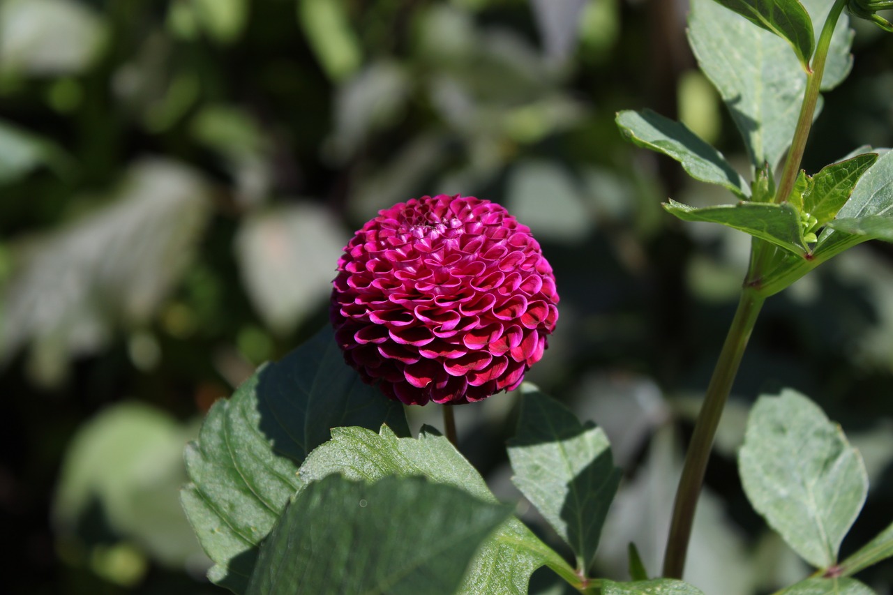 dalia flower purple free photo