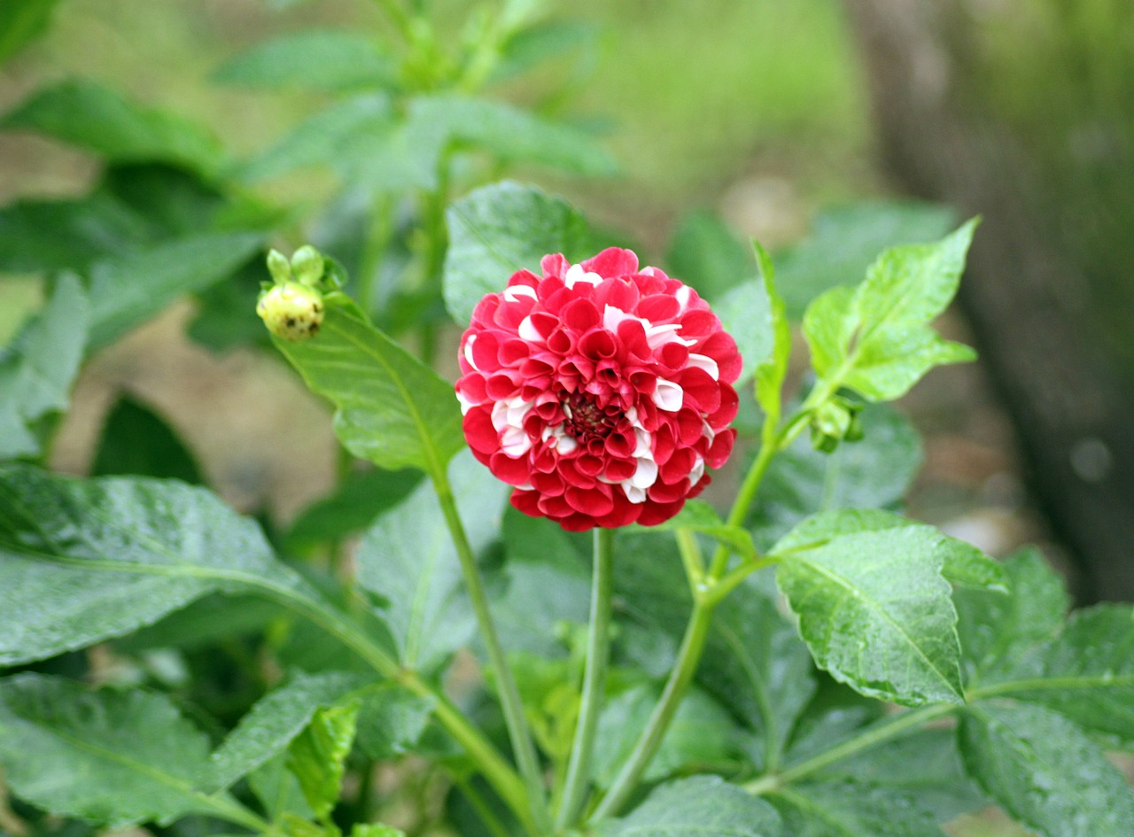 dalia  dahlia  flower free photo