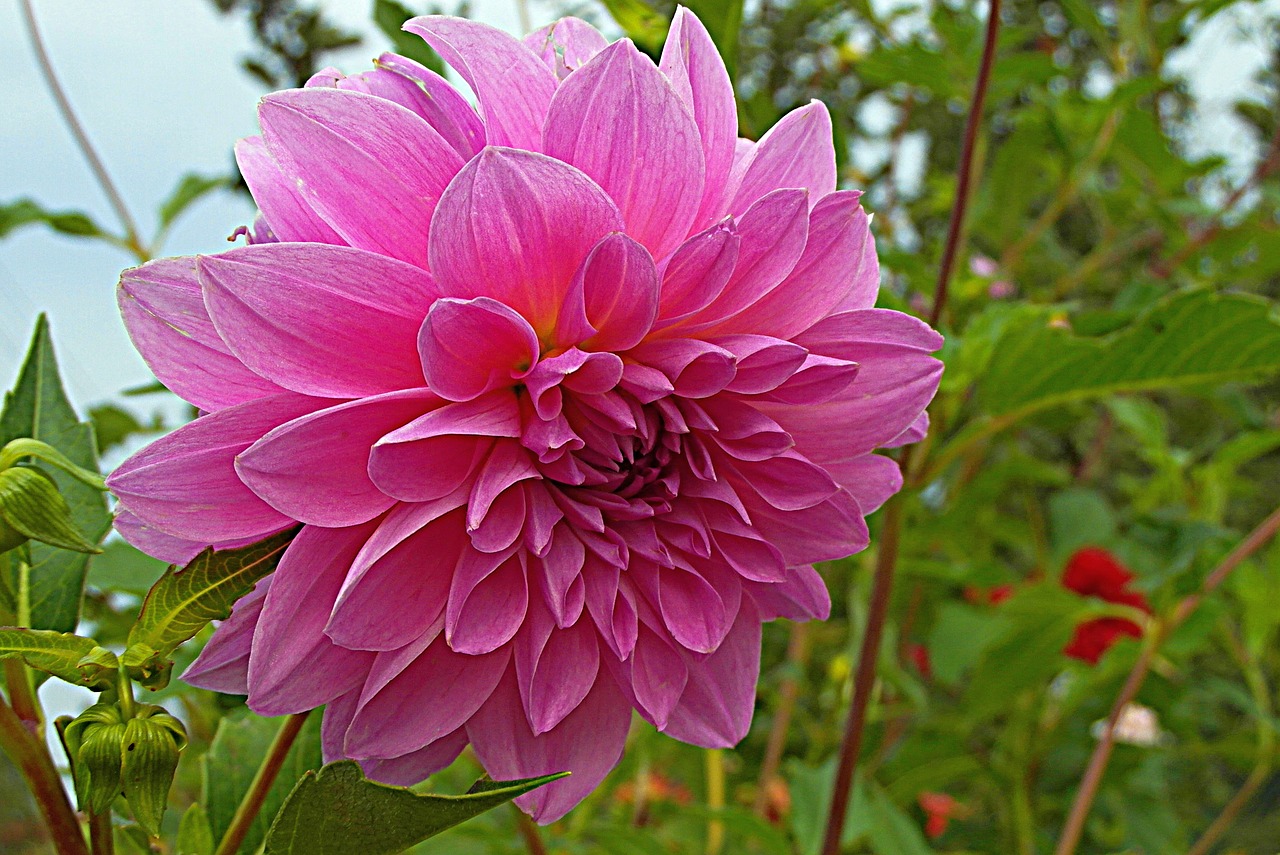 dalia  flower  garden free photo