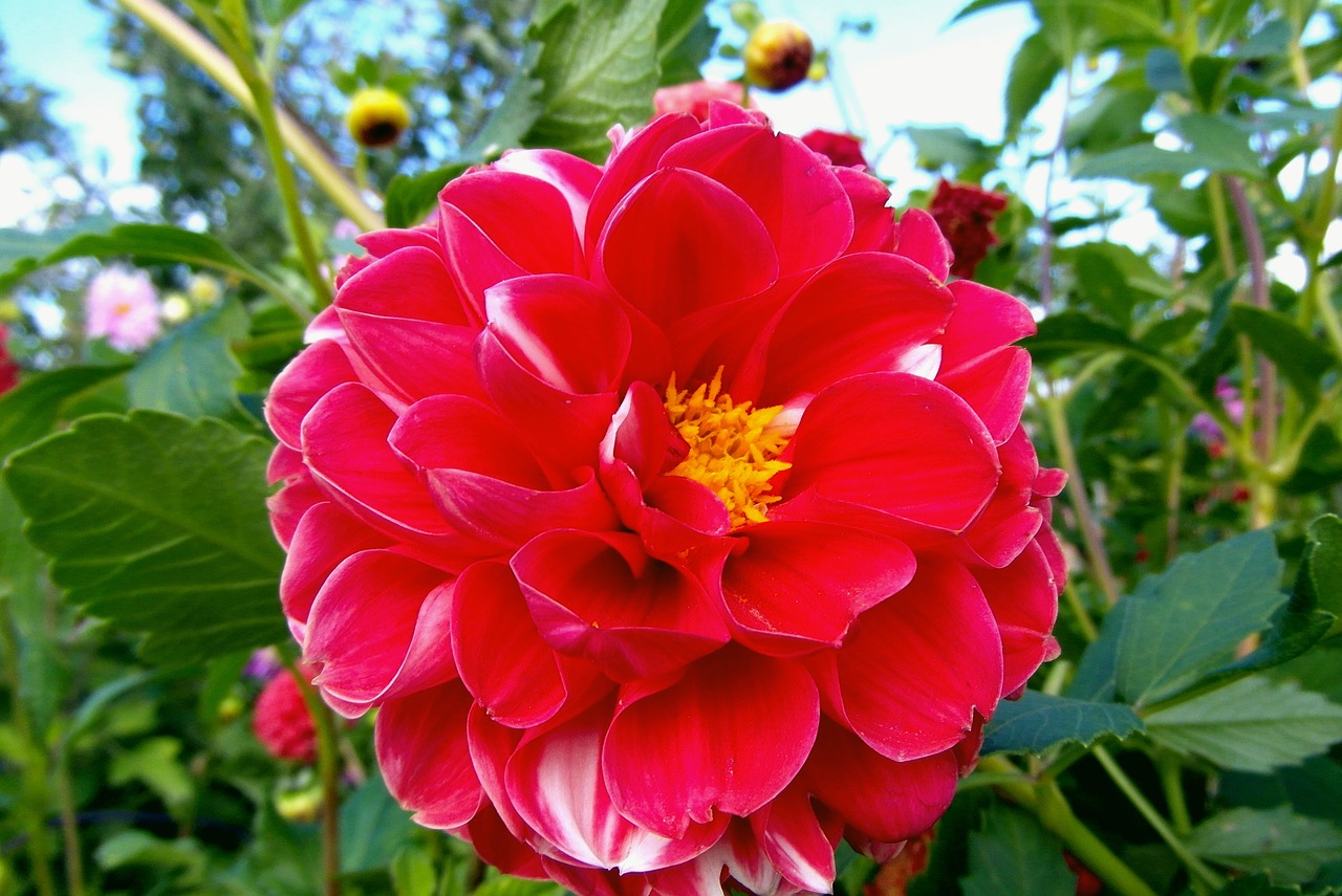 dalia  flower  red free photo