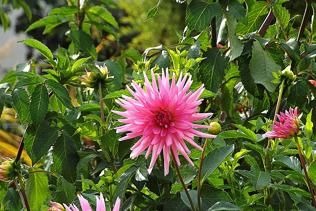 dalia  flower  pink free photo