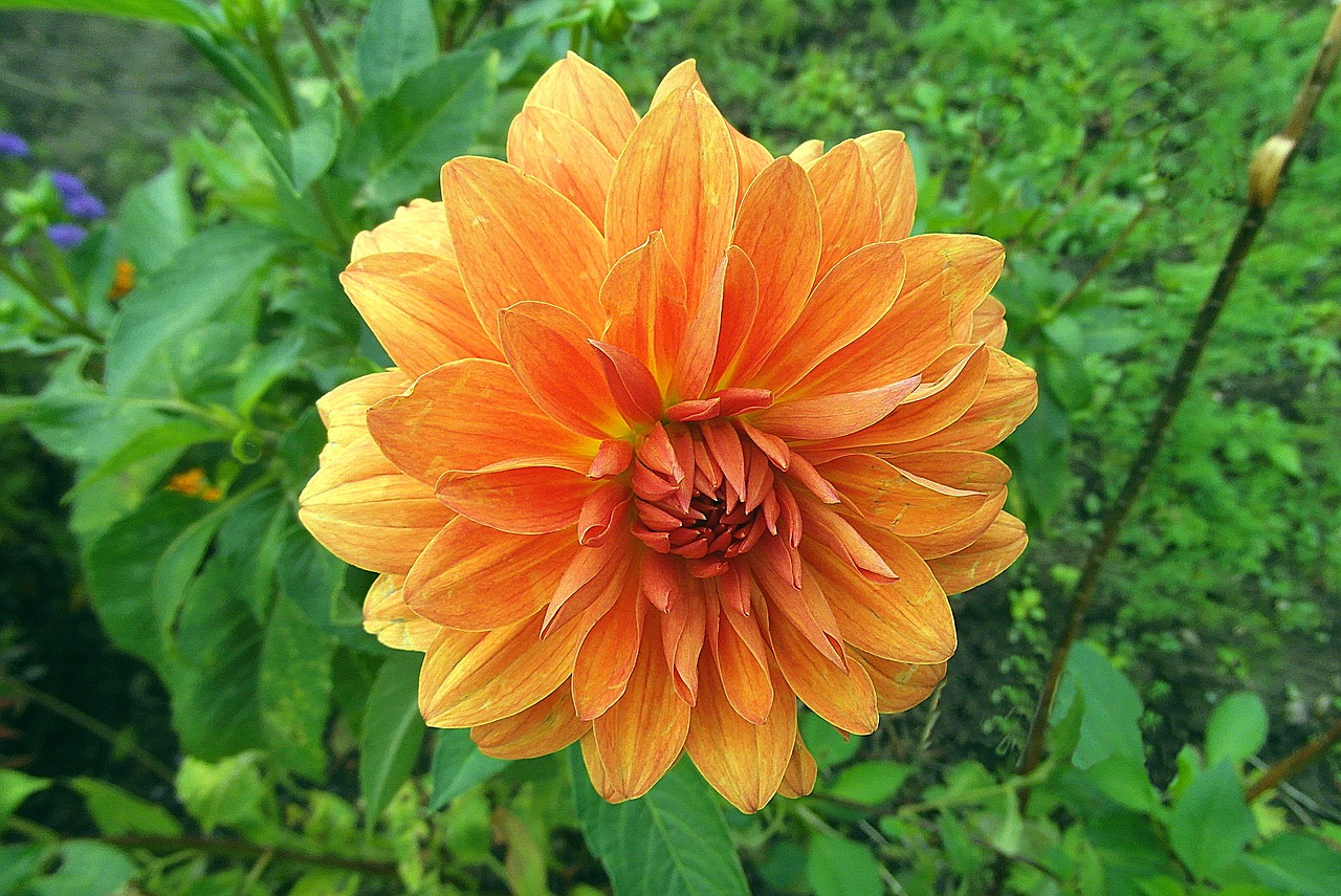 dalia  flower  orange free photo