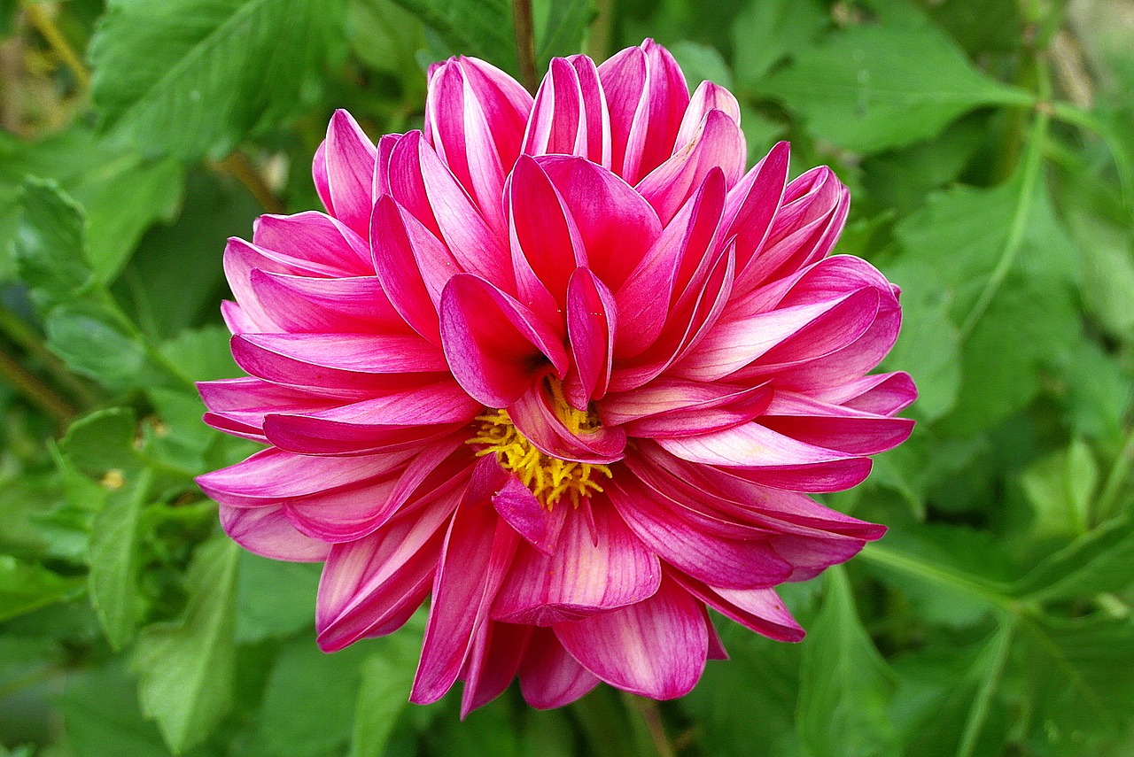 dalia  flower  garden free photo