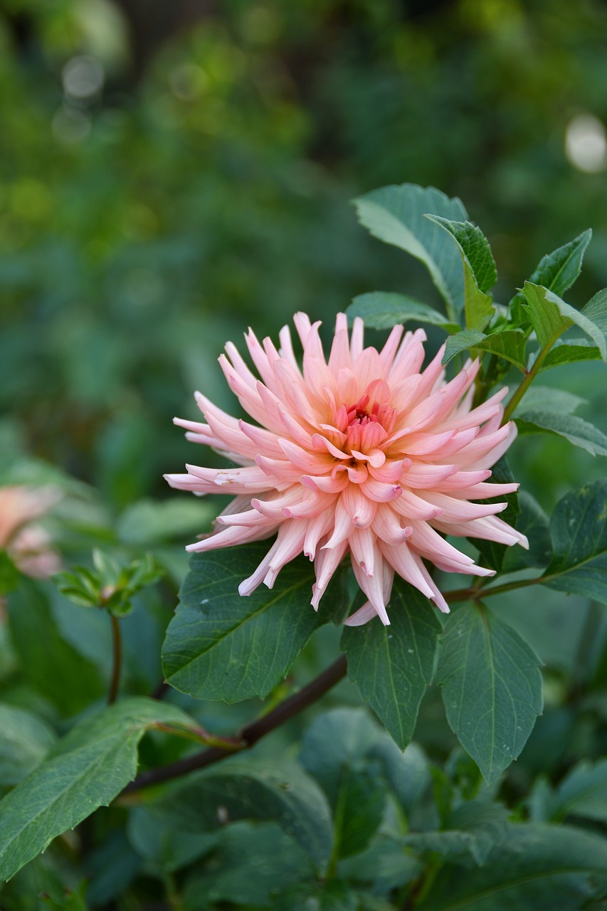 dalia  dahlia  astra free photo