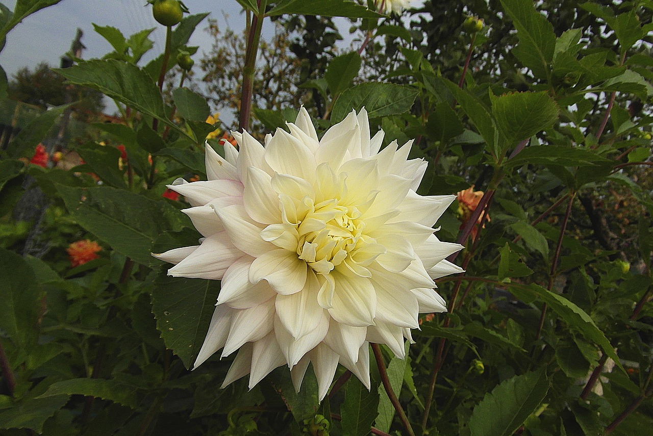 dalia  flower  white free photo