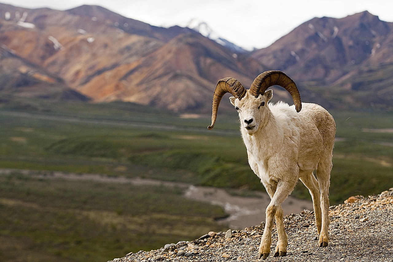 dall sheep  mountains  landscape free photo