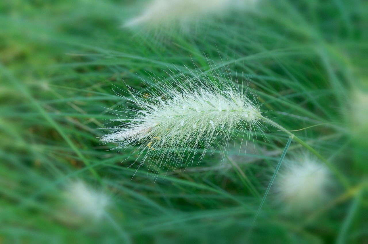 dallisgrass pennisetum villosum plants free photo