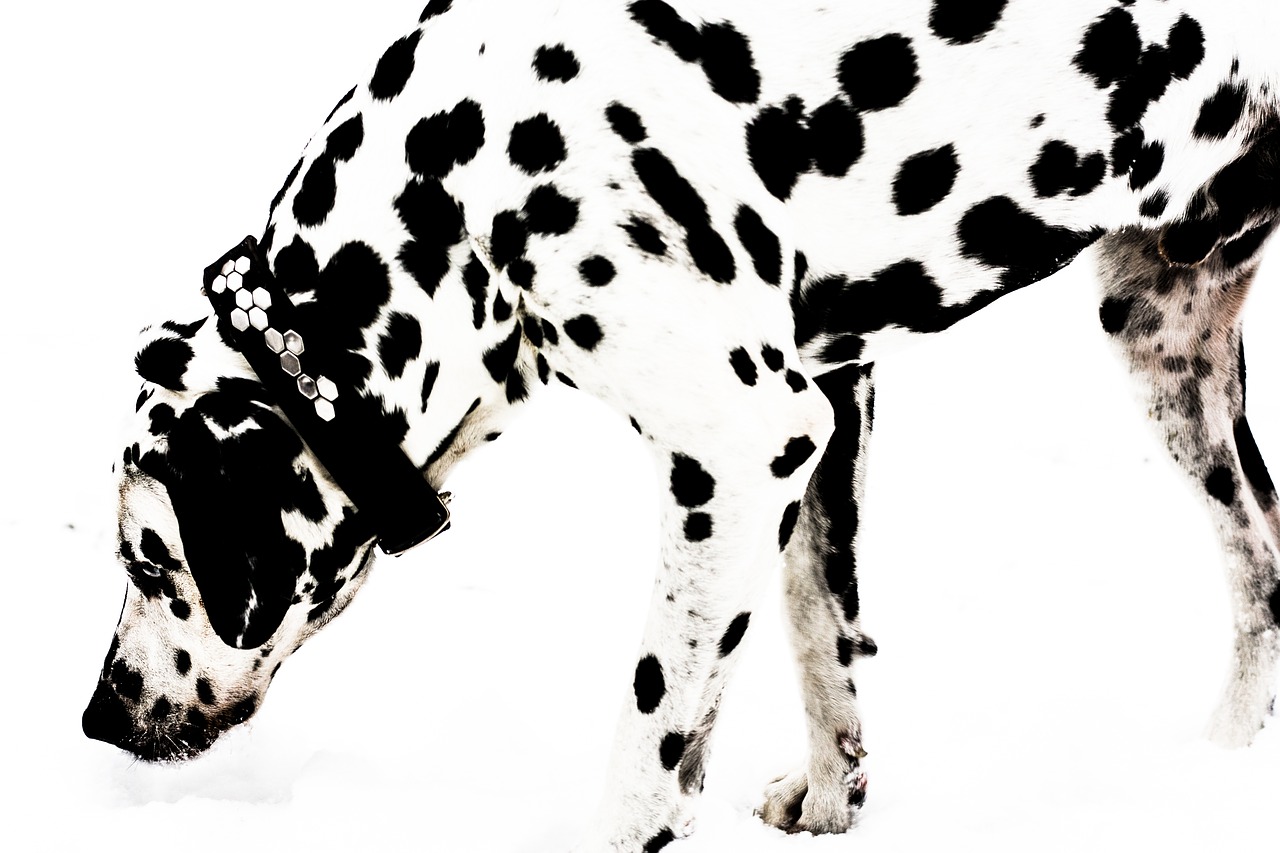 dalmatian dog snow free photo