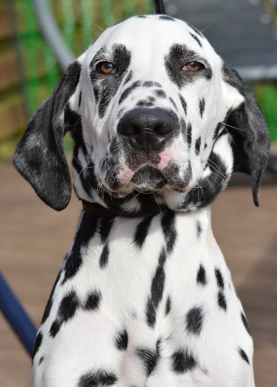 dalmatian male dog free photo