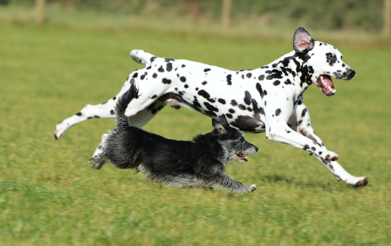 dalmatian  terrier  dogs free photo