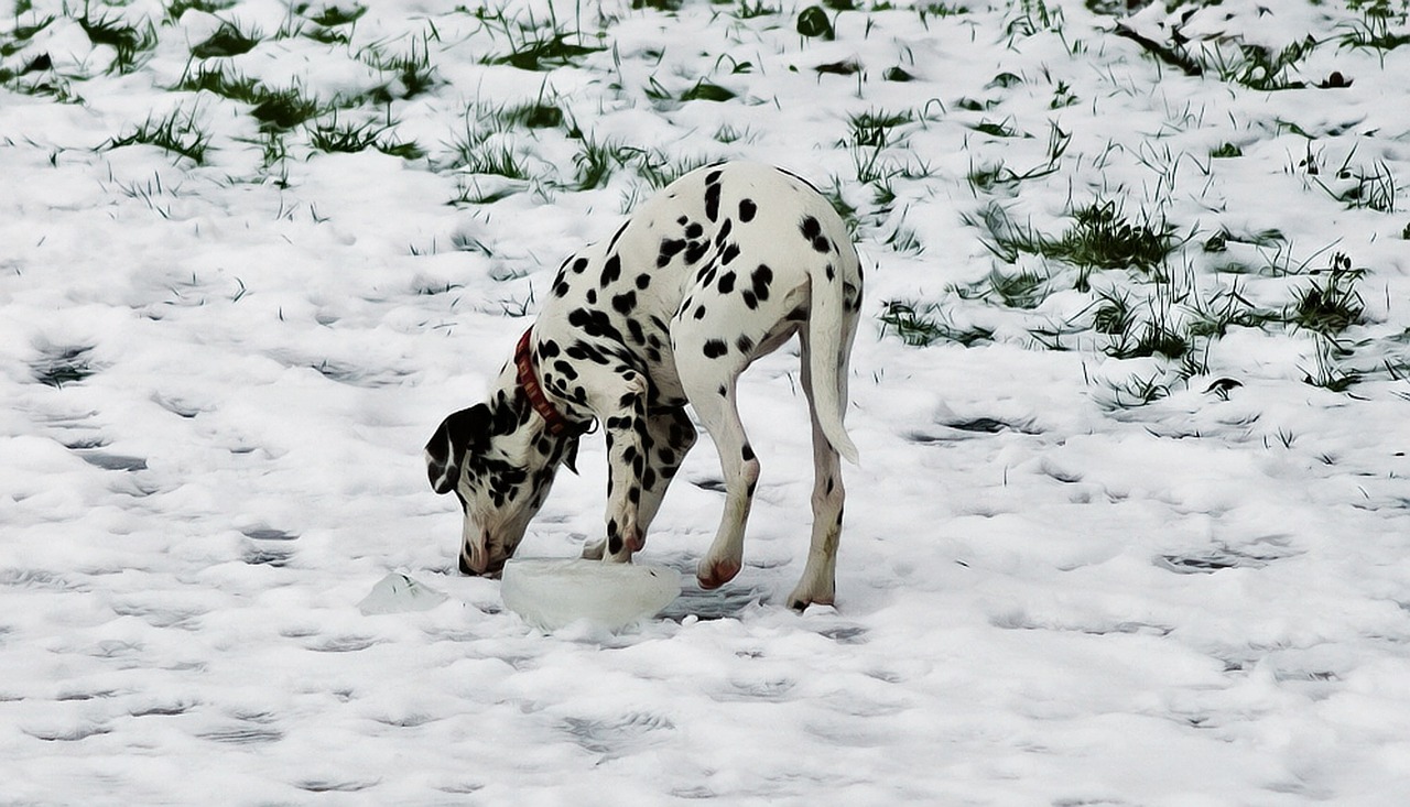 dalmatian spots snow winter free photo