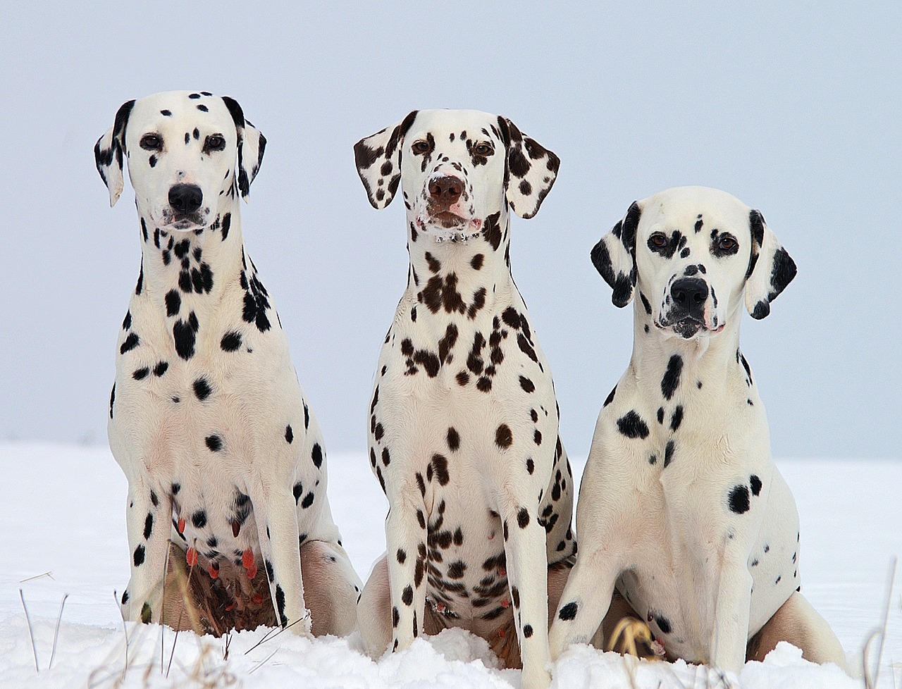 dalmatian dogs portraits free photo