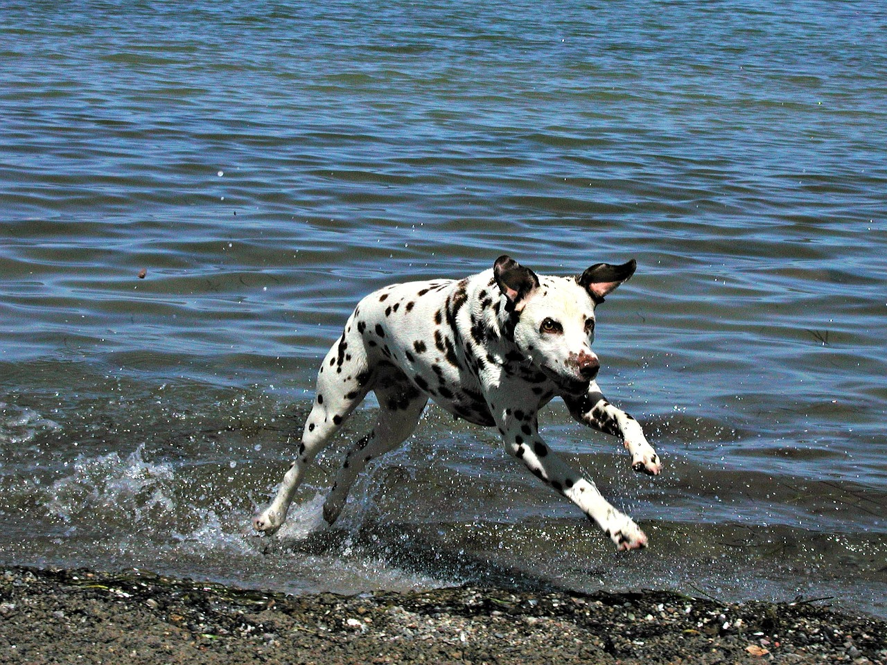 dalmatian dog canine free photo