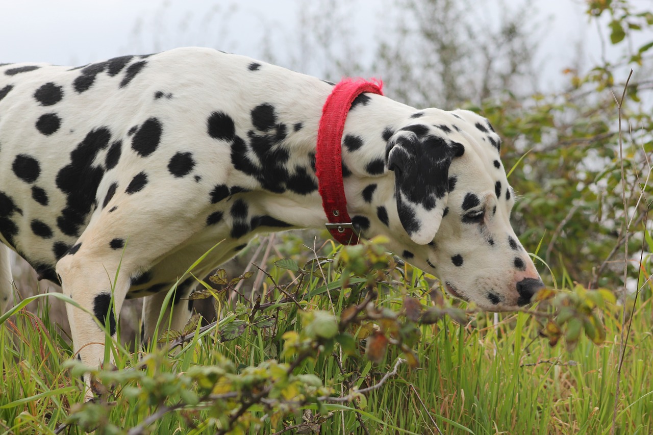 dalmatian dog canine free photo
