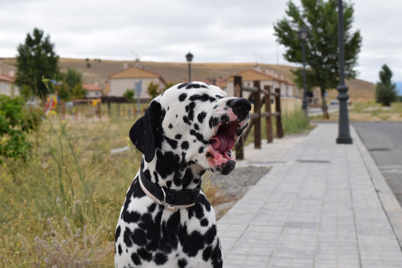 dalmatian dog yawn free photo