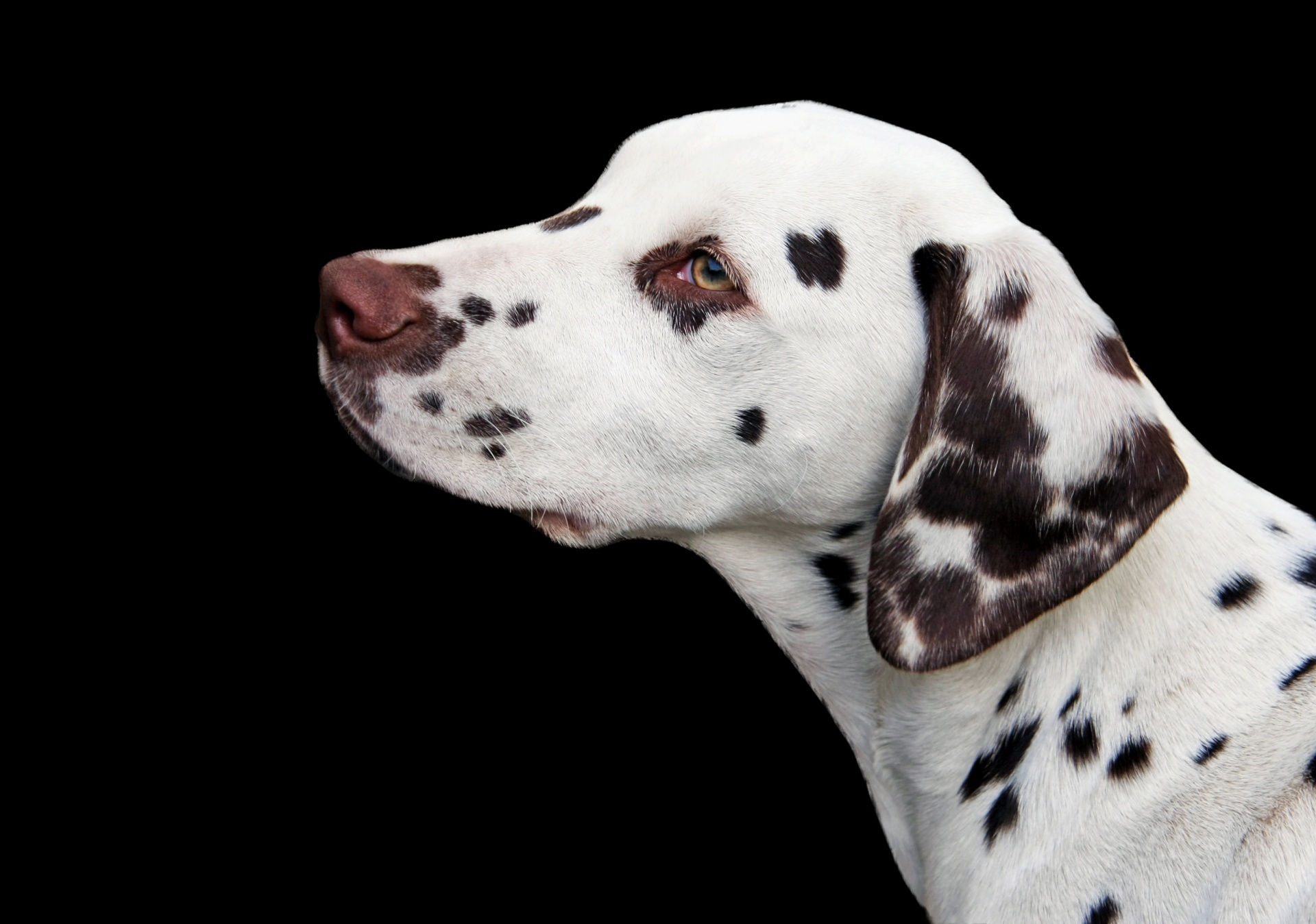 dalmatian dog puppy free photo