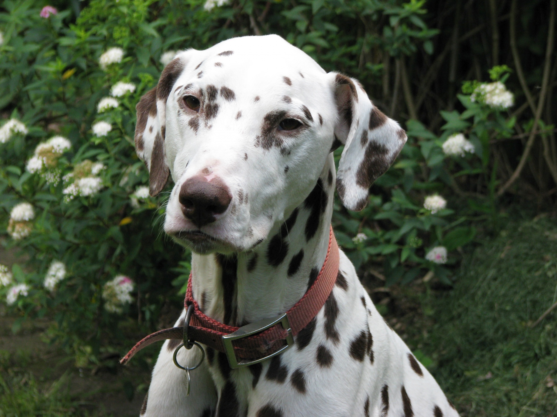 dalmatian dalmation dog free photo
