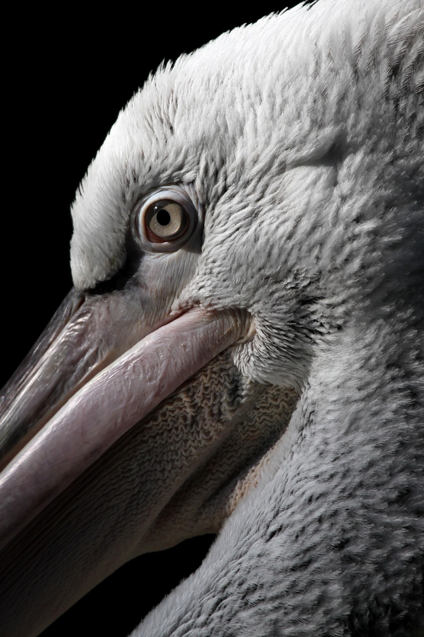 dalmatian pelican blijdorp diegaarde free photo