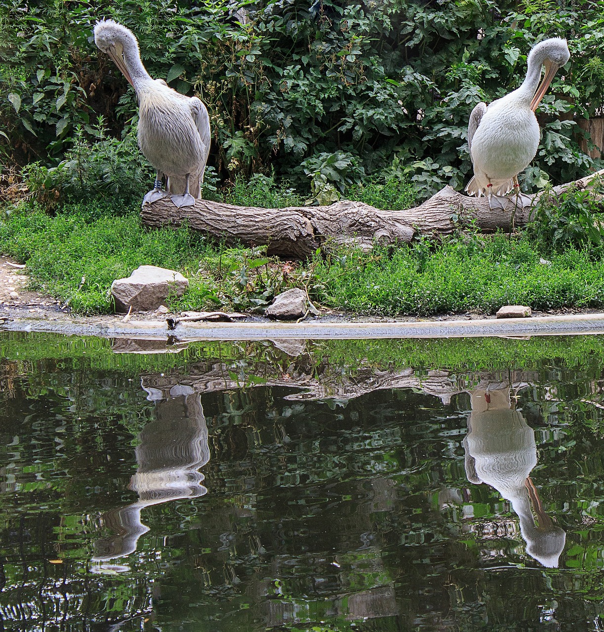 dalmatian pelican pelikan water bird free photo