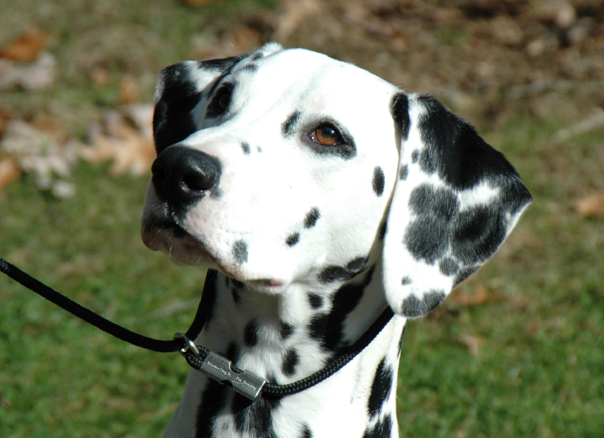 dalmatian canine dog free photo