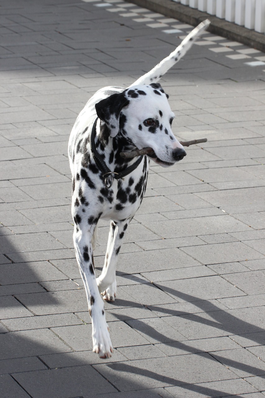 dalmatians dog animal free photo