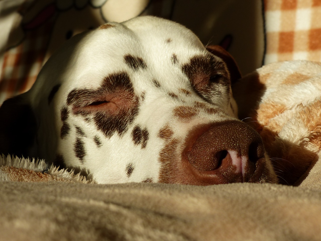 dalmatians dog animal free photo