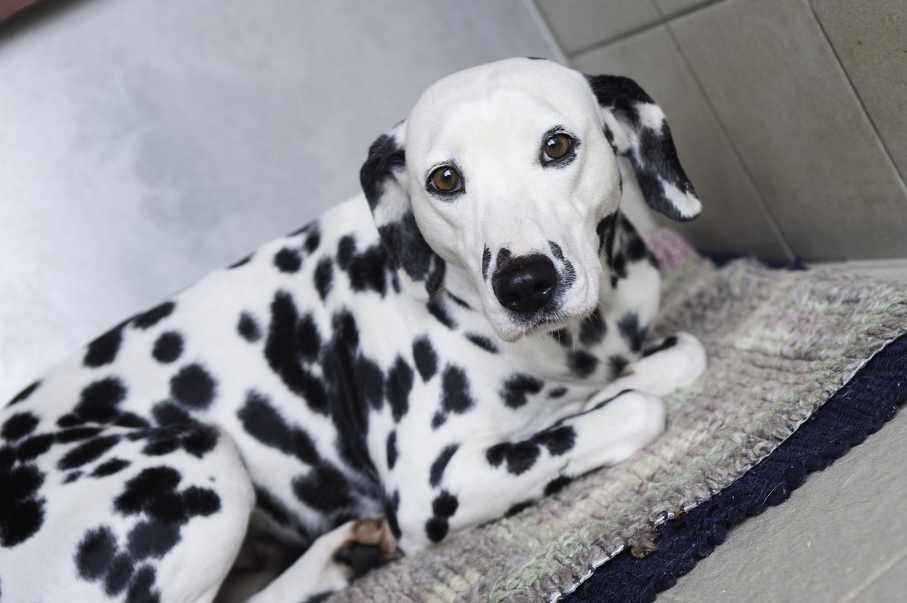 dalmatians dog stains free photo