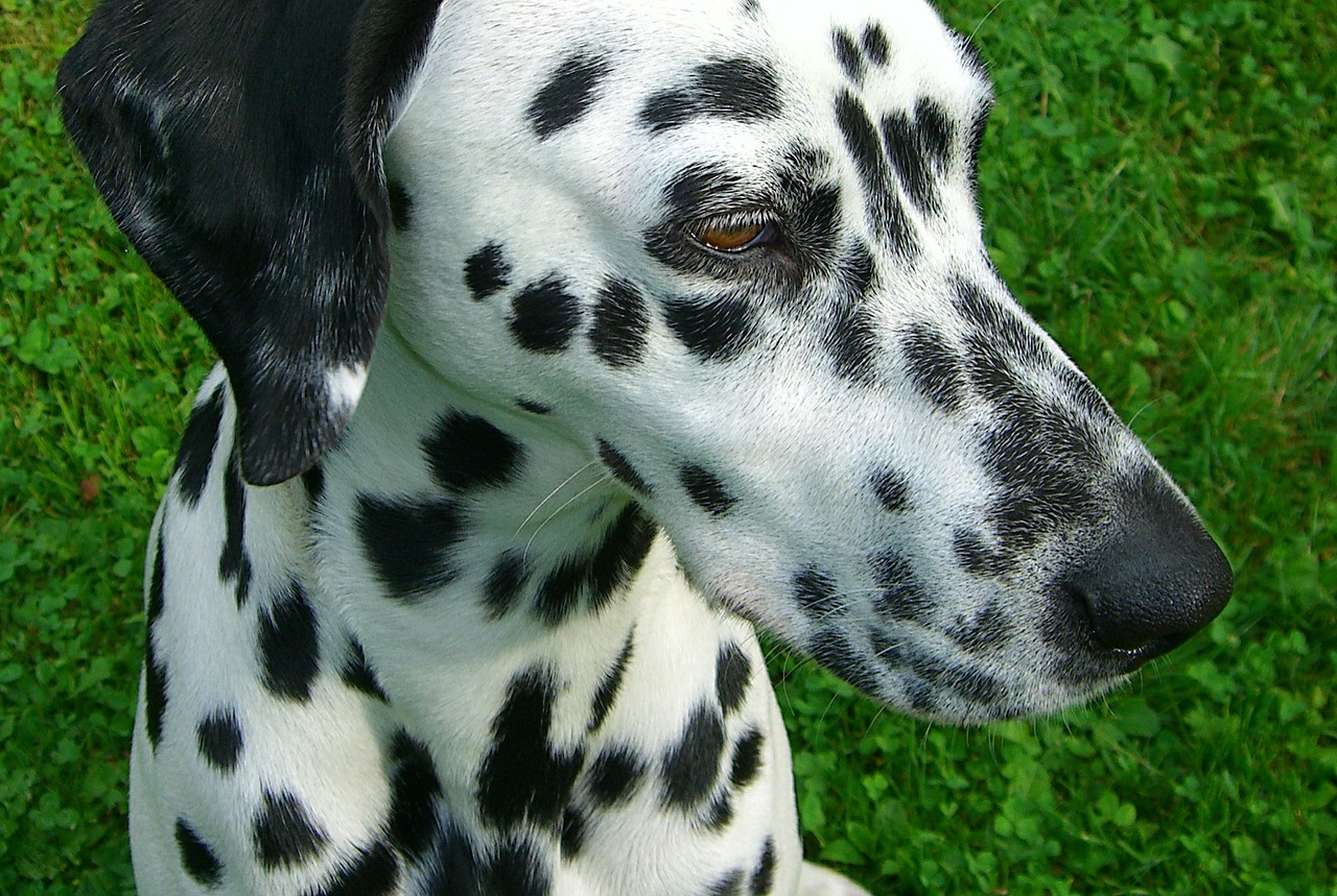 dalmatians dog purebred dog free photo