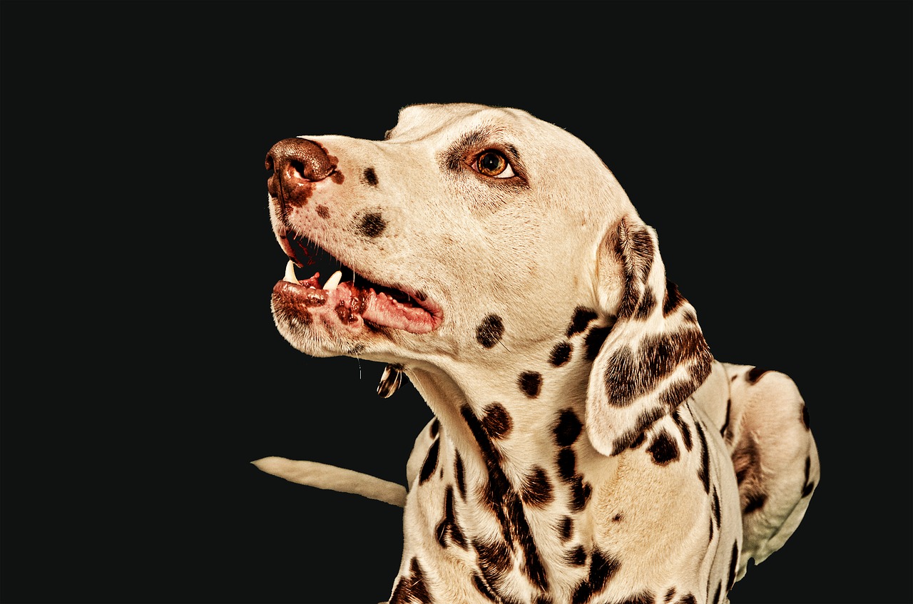 dalmatians  dog  male free photo