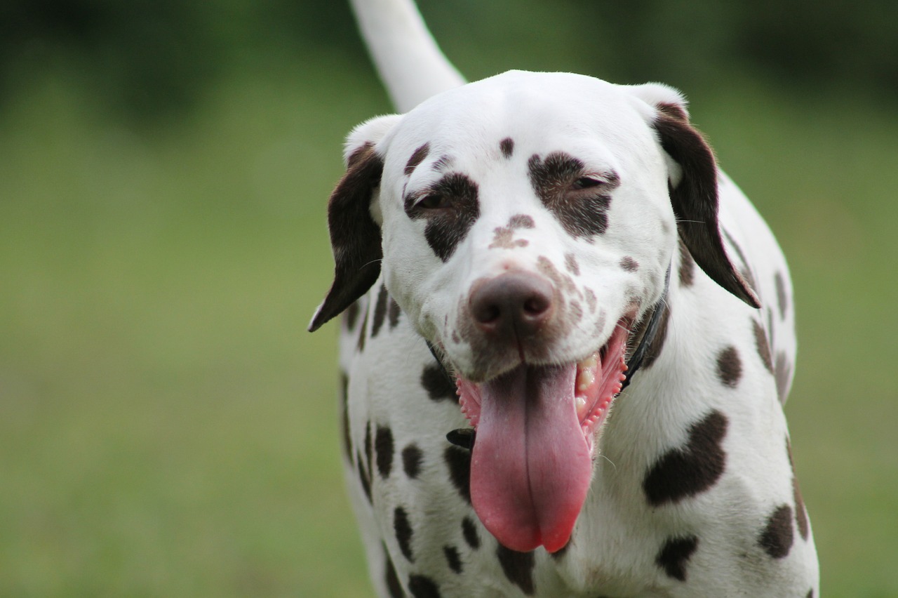 dalmatians dog pet free photo