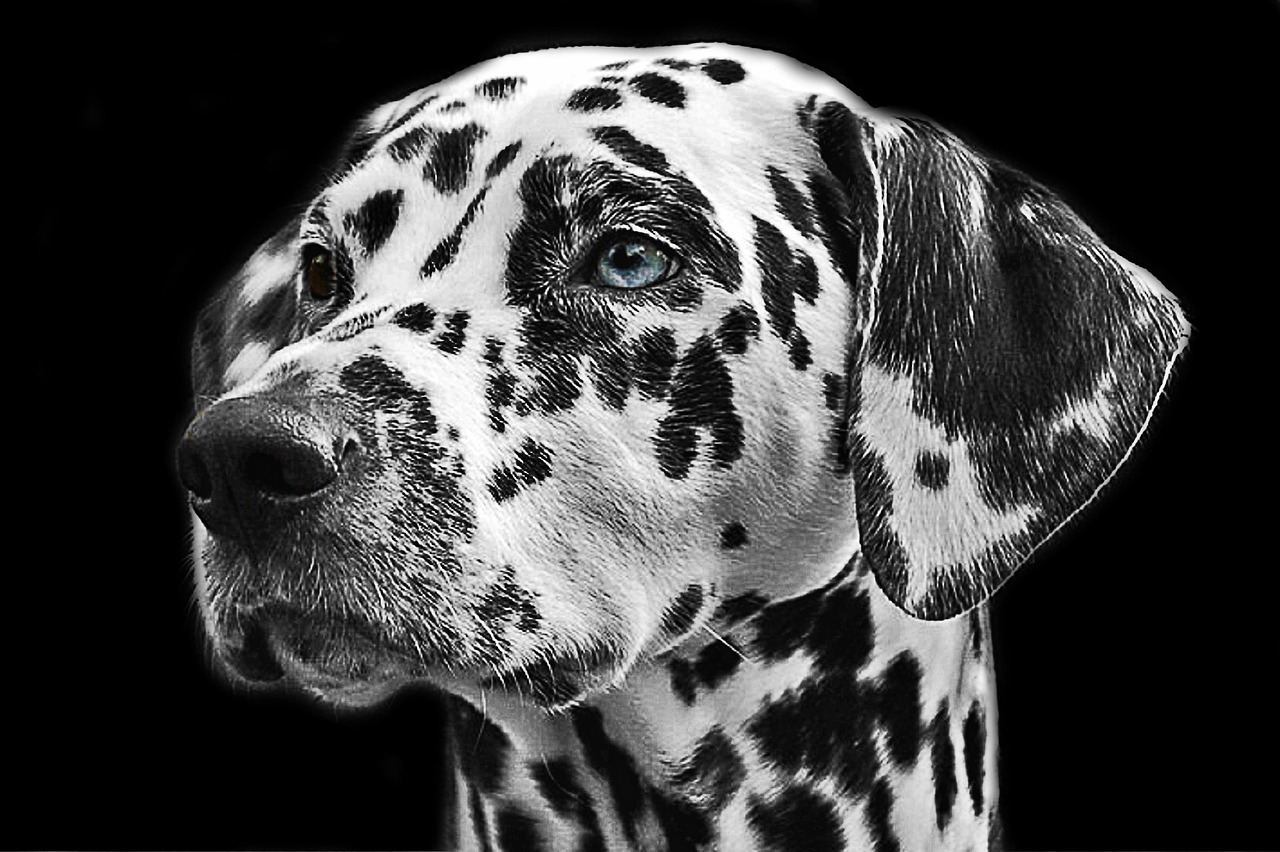 dalmatians dog animal free photo