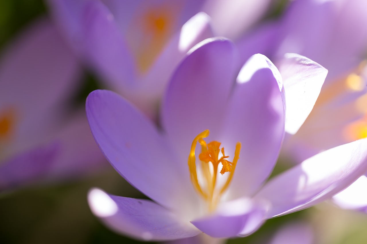 dalmatians crocus  crocus  flowers free photo