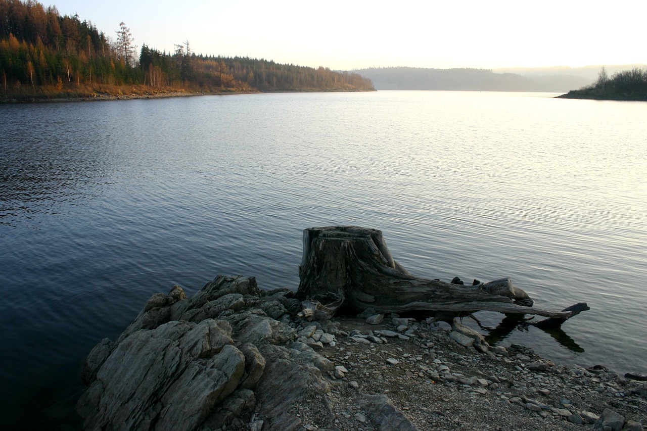 dam lake stump free photo