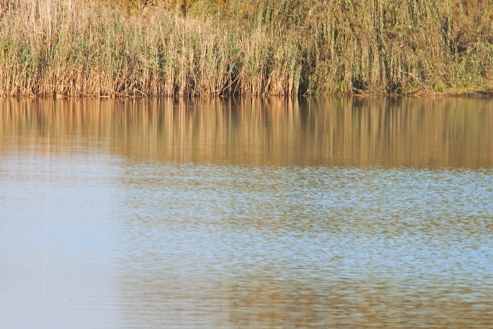 dam water pond free photo