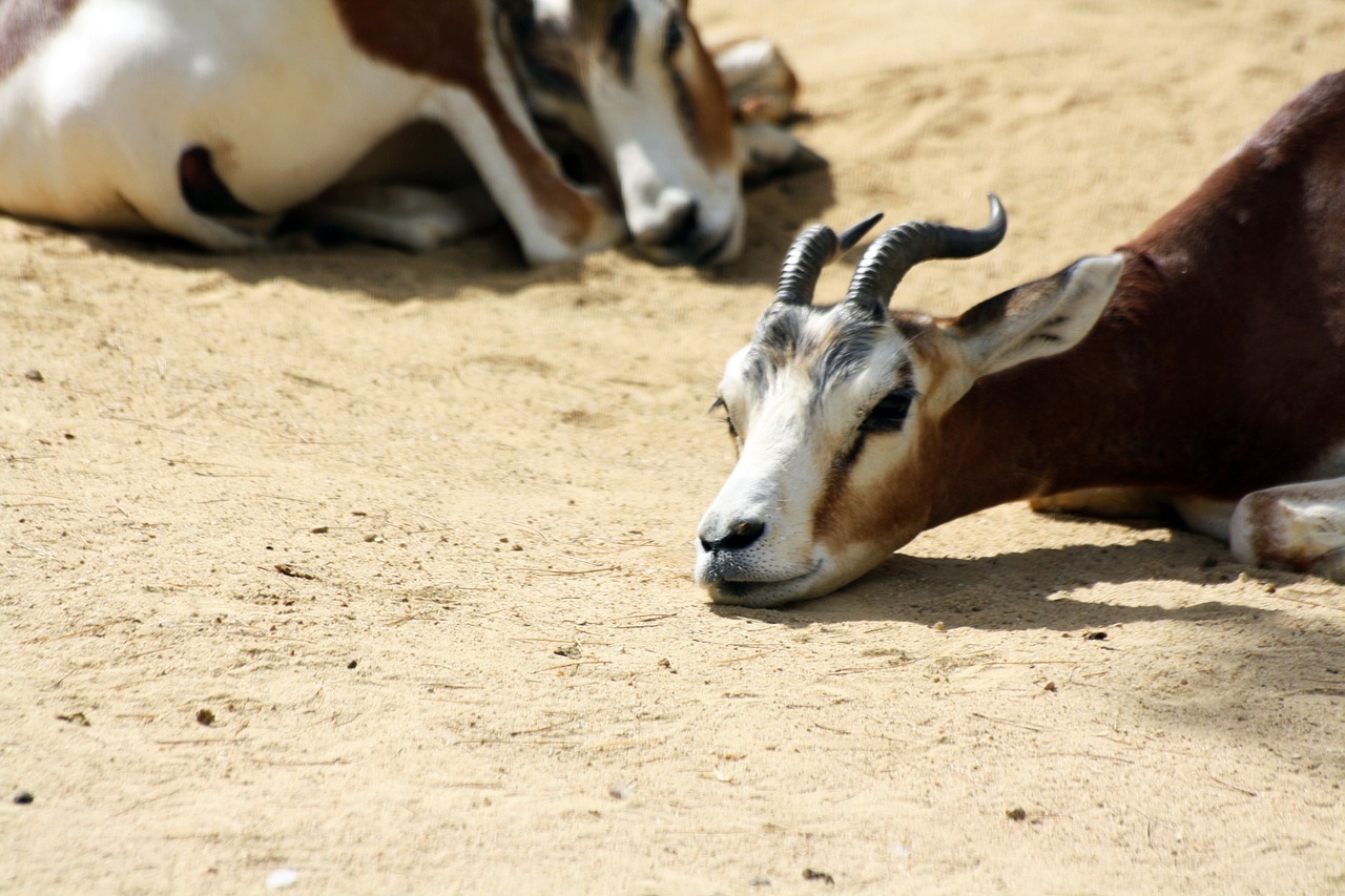 dama gazelle gazelle zoo free photo