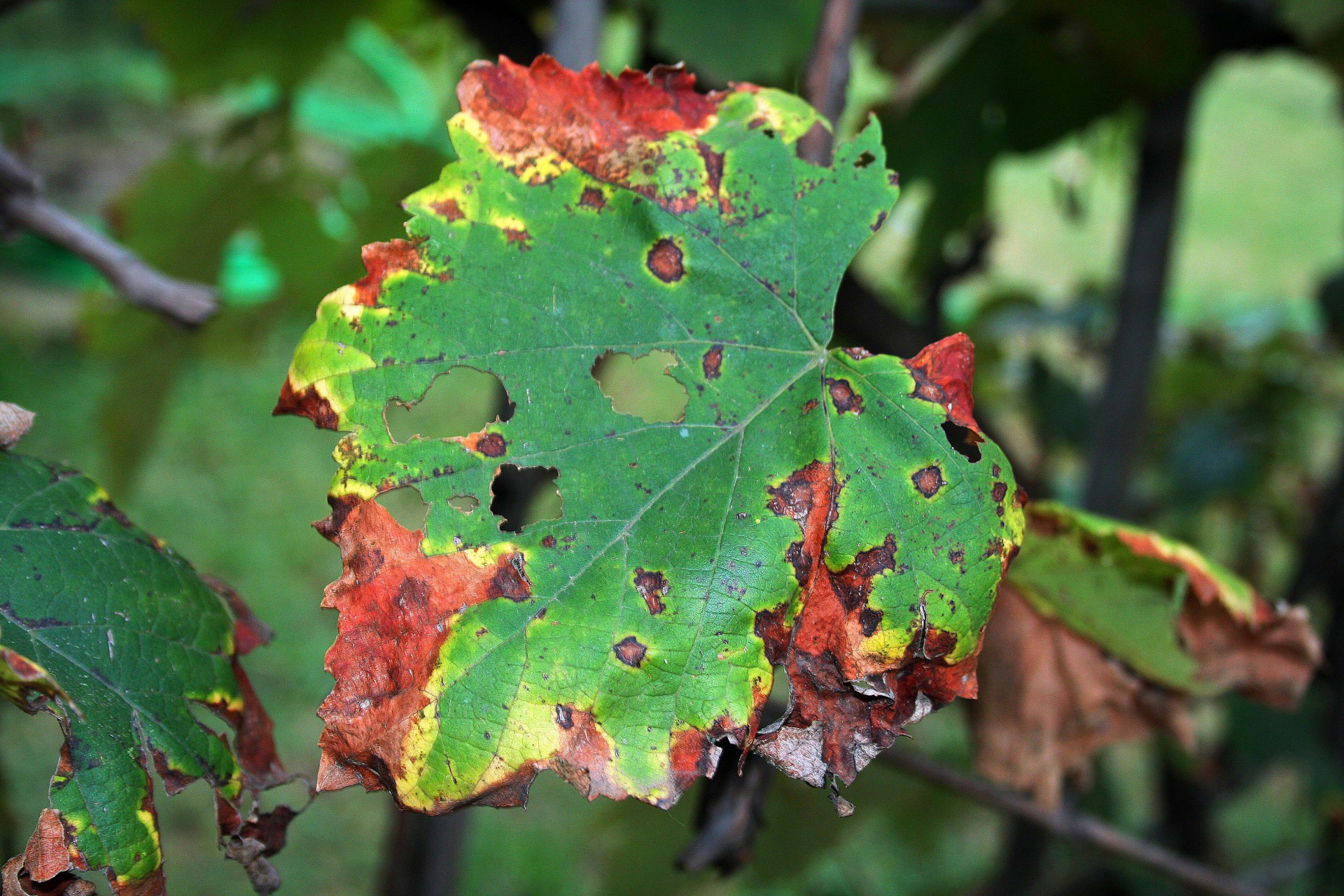 leaf vine grape free photo