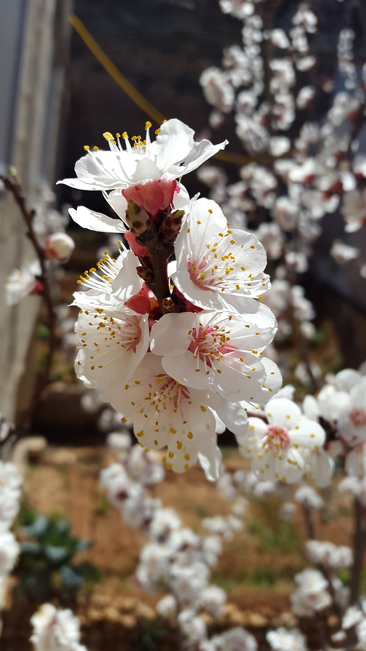 damascus flowers blue free photo