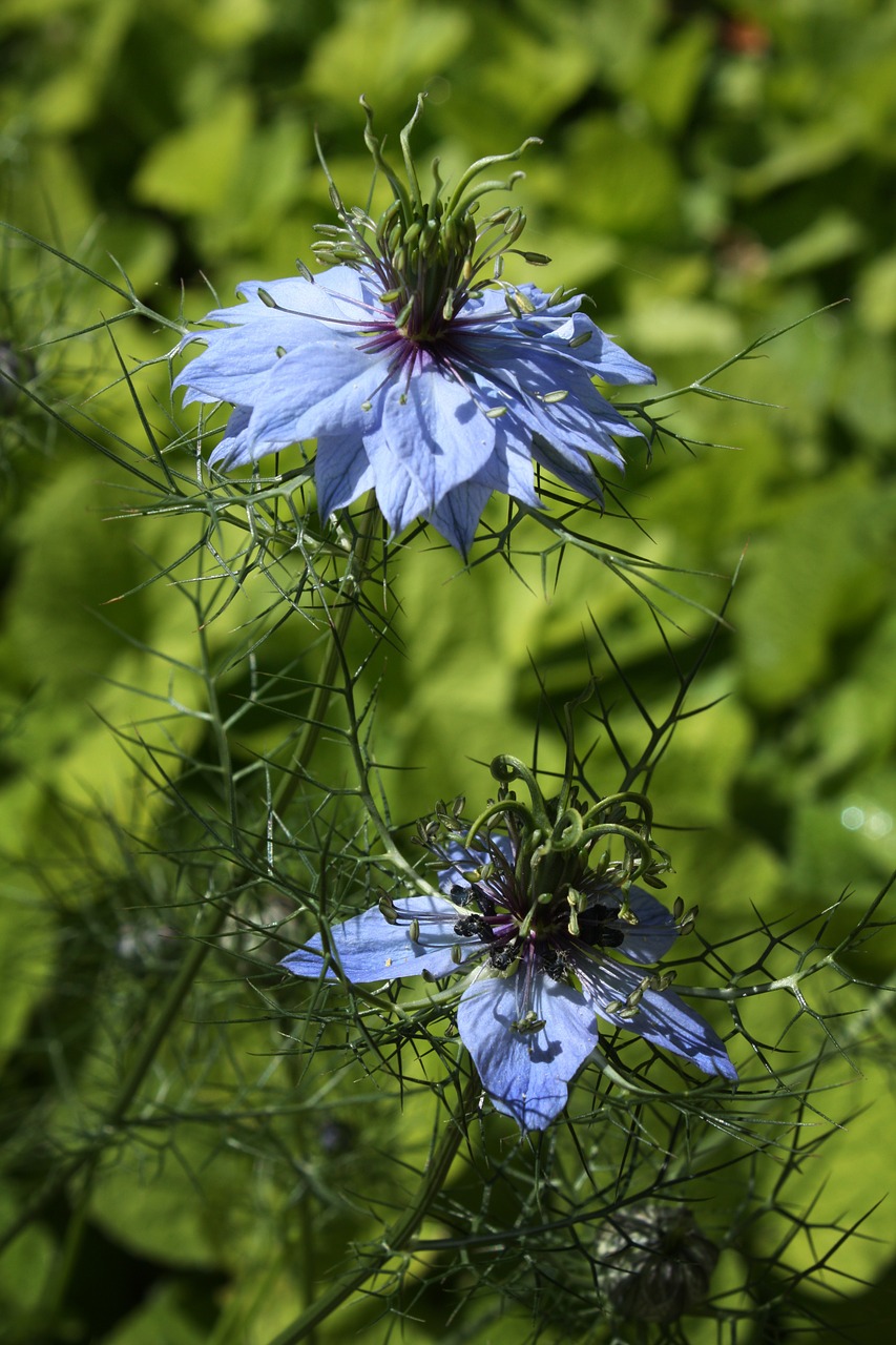 damascus nigella blue flower flower garden free photo