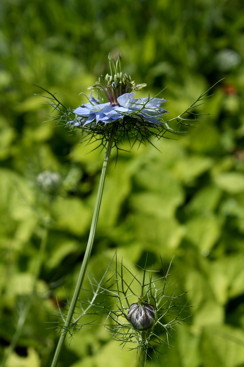 damascus nigella blue flower flower garden free photo
