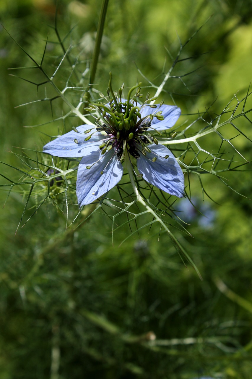 damascus nigella flower garden blue flower free photo