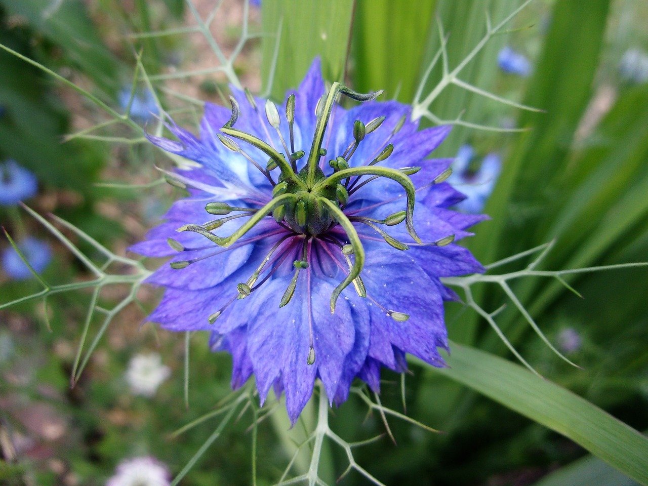 damascus nigella  flower  blue flower free photo