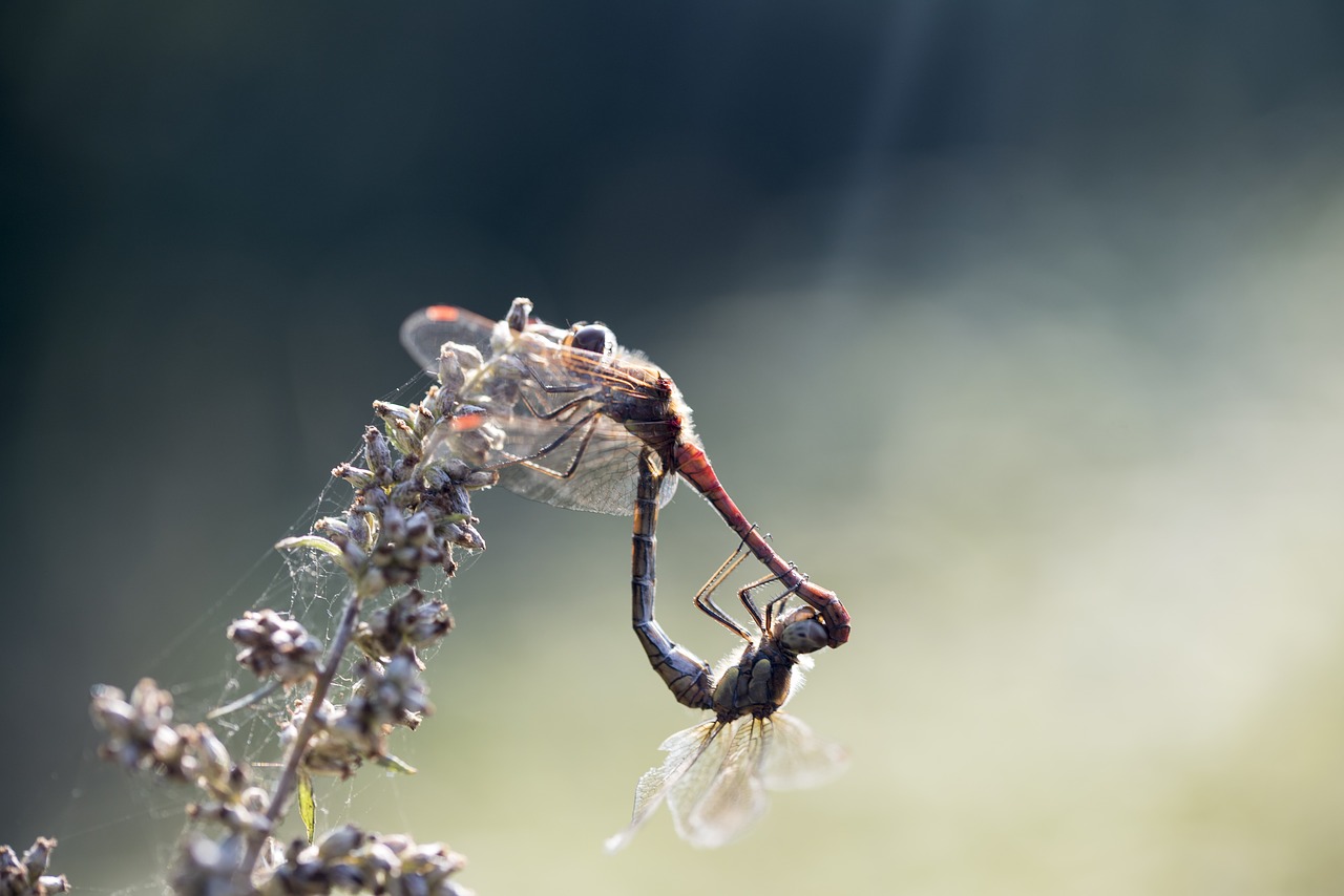 damesfly insect mating free photo