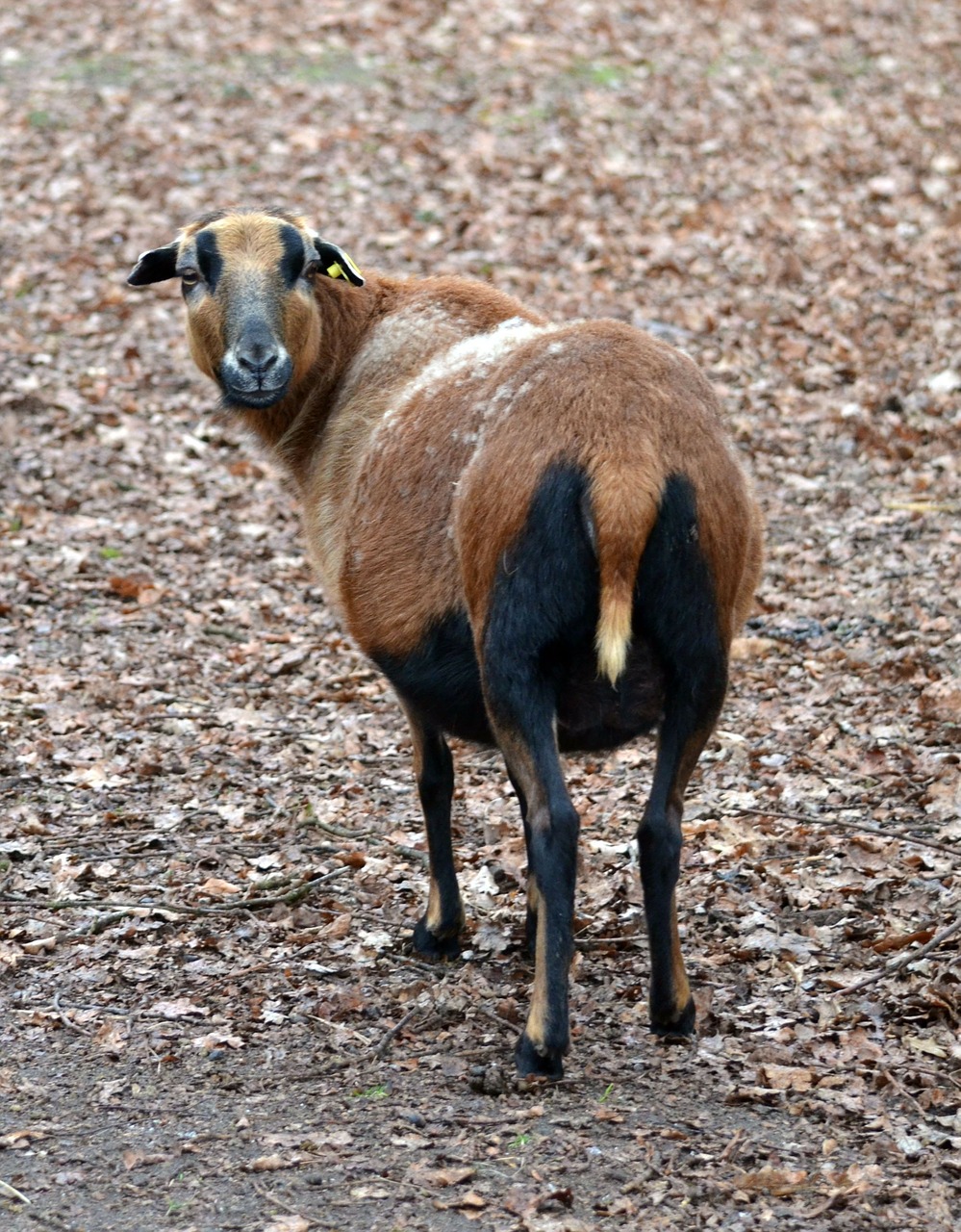 cameroon sheep animal pet free photo