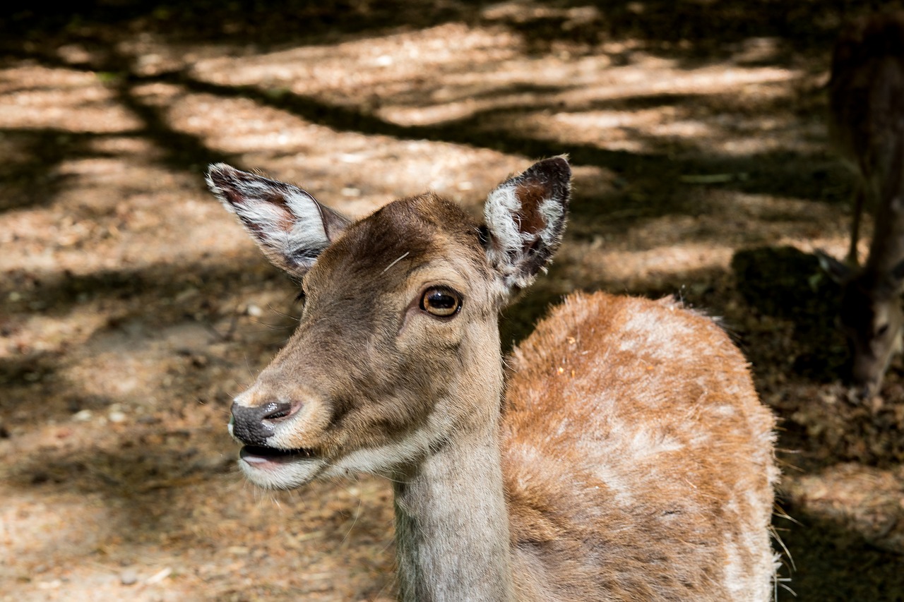 damm wild  red deer  mammal free photo