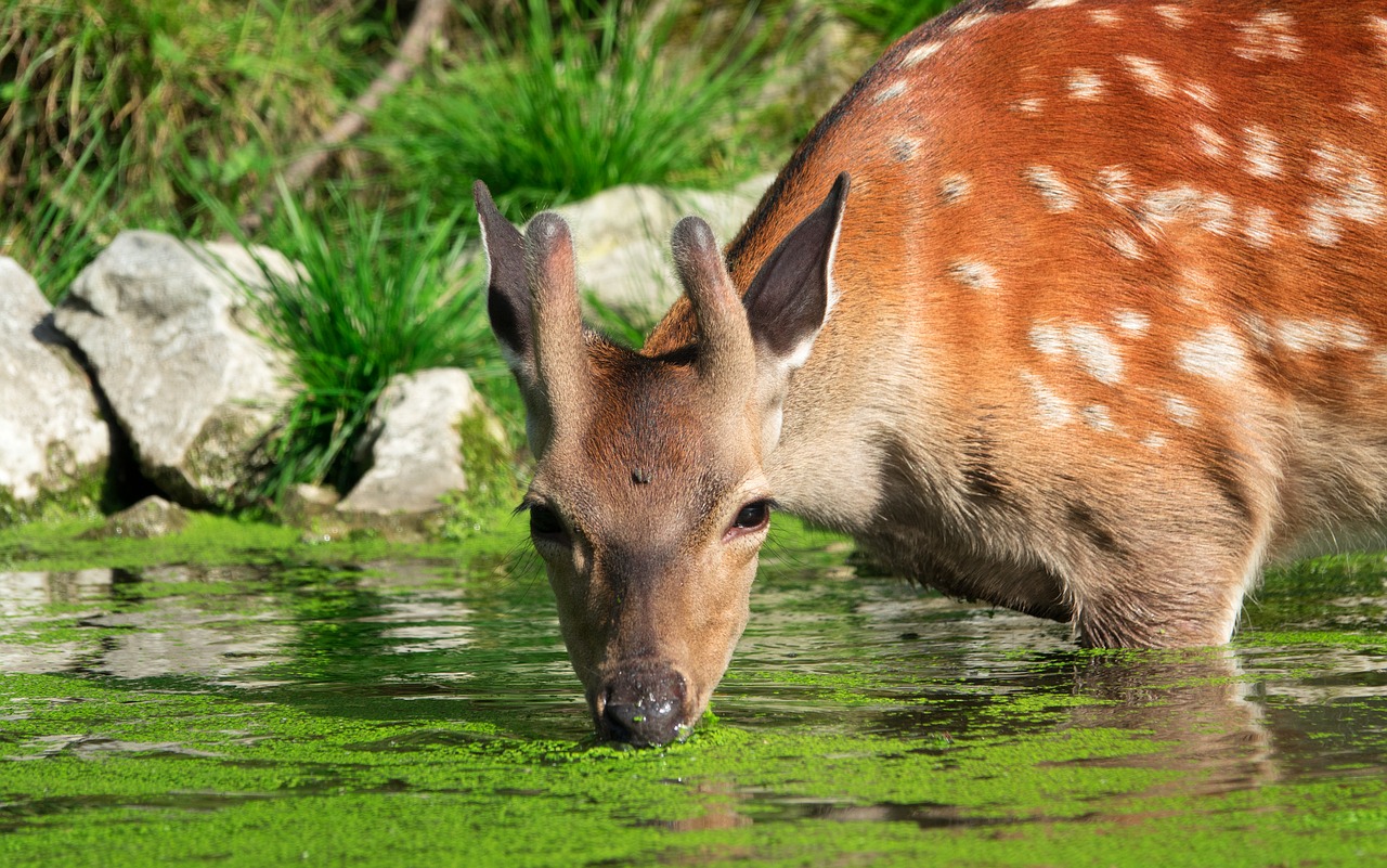 damm wild  roe deer  wild free photo